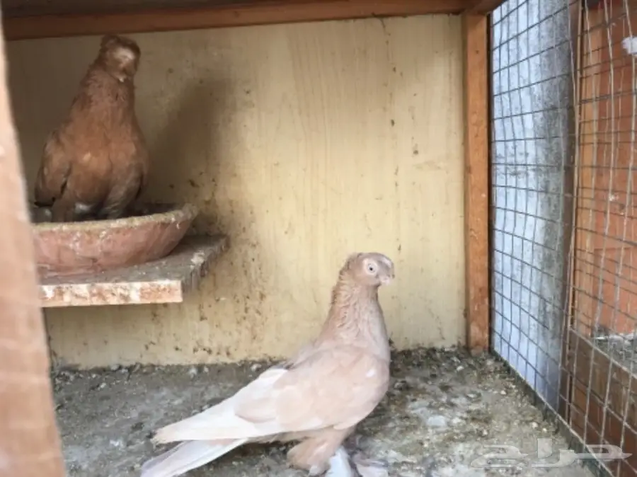 للبيع اوزبك (image 2)