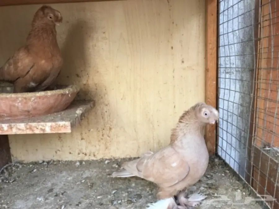 للبيع اوزبك (image 3)