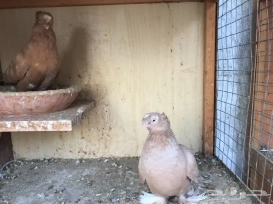 للبيع اوزبك (image 4)