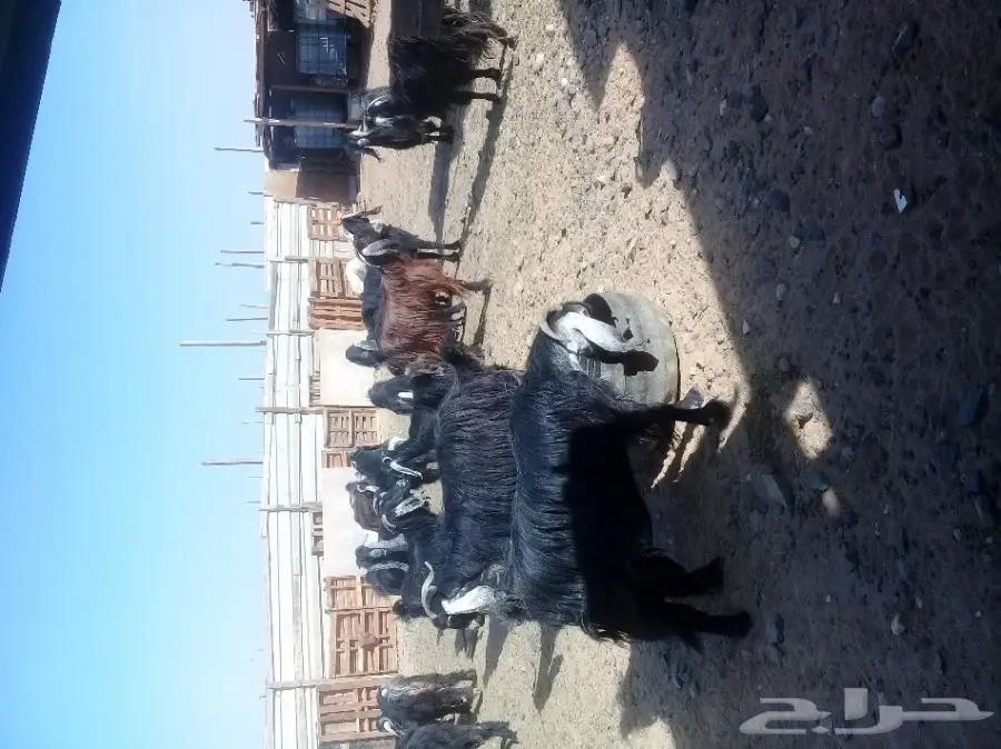 معزى مراح واحدمضاريع (image 1)