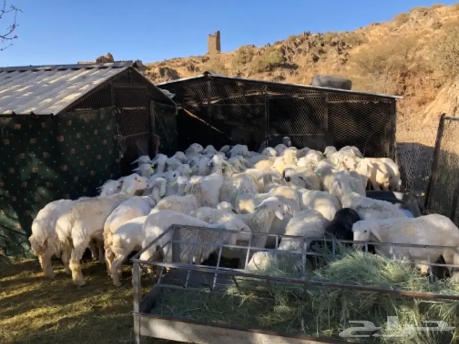 غنم حري طيب 