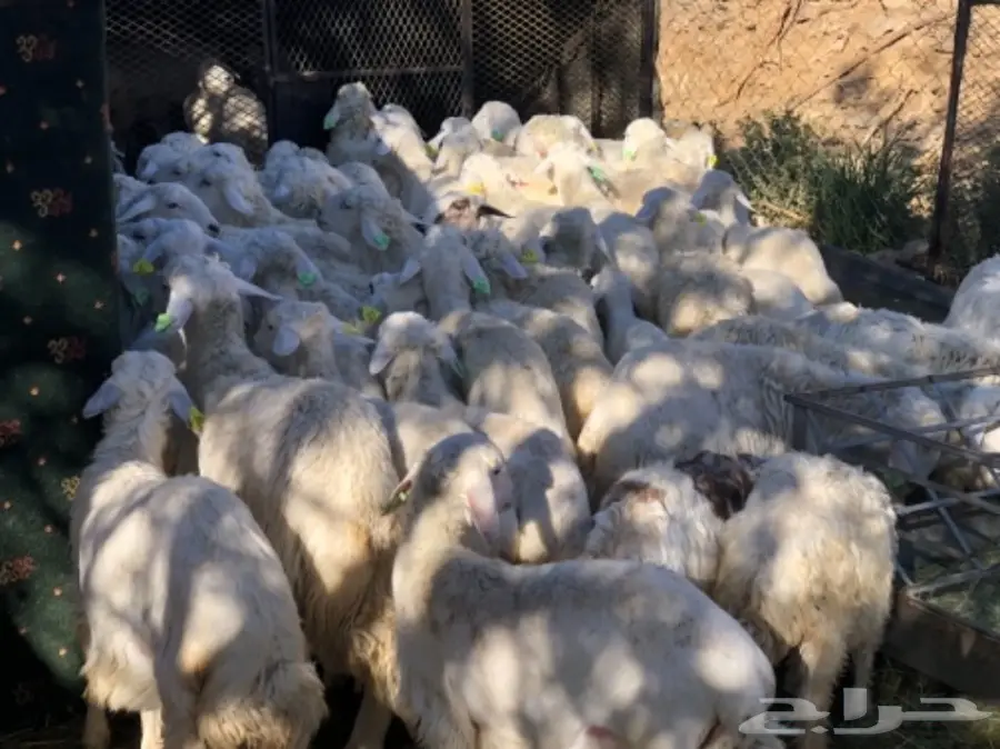 غنم حري طيب  (image 1)