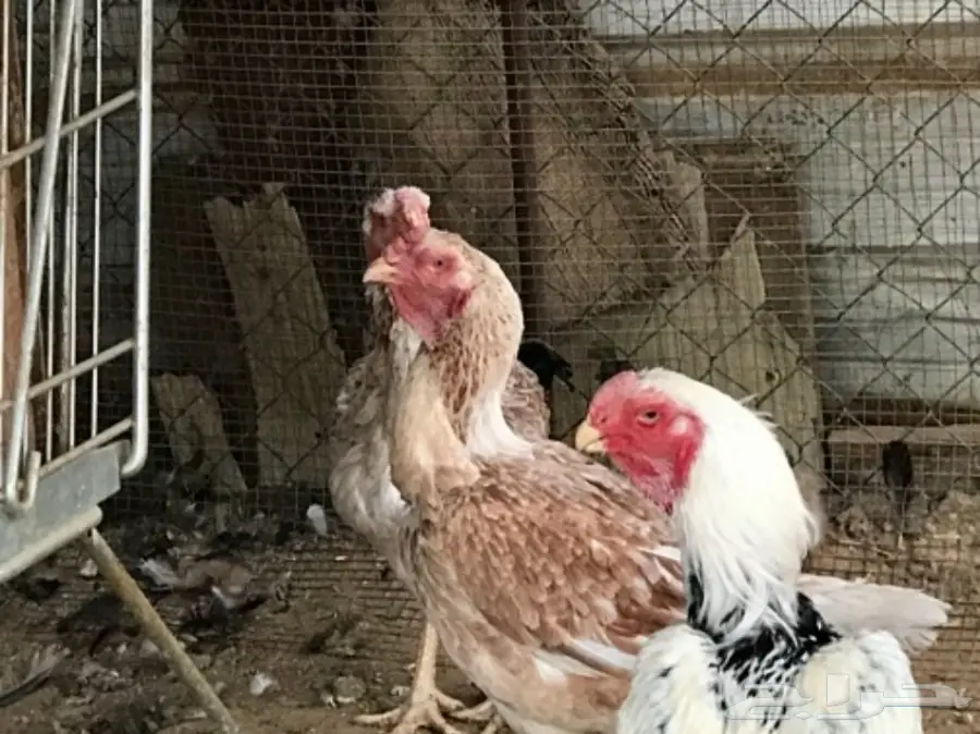 دجاج للبيع