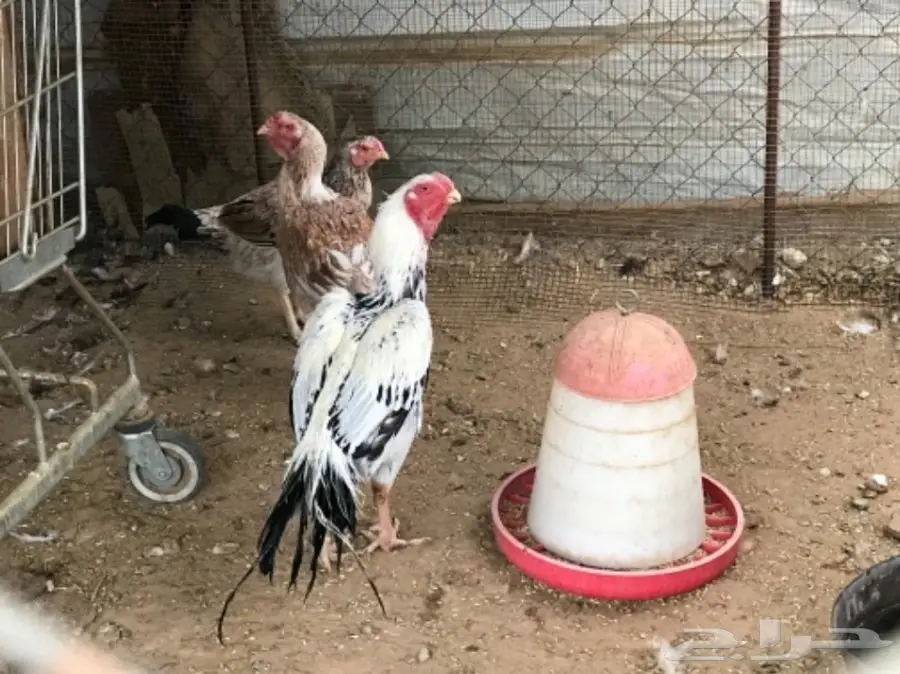 دجاج للبيع (image 1)