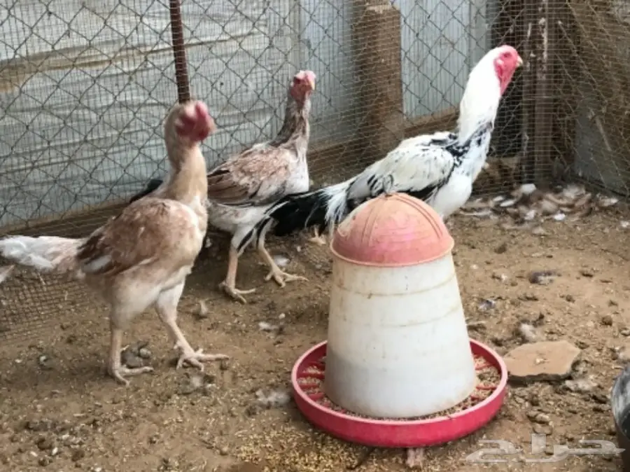 دجاج للبيع (image 2)
