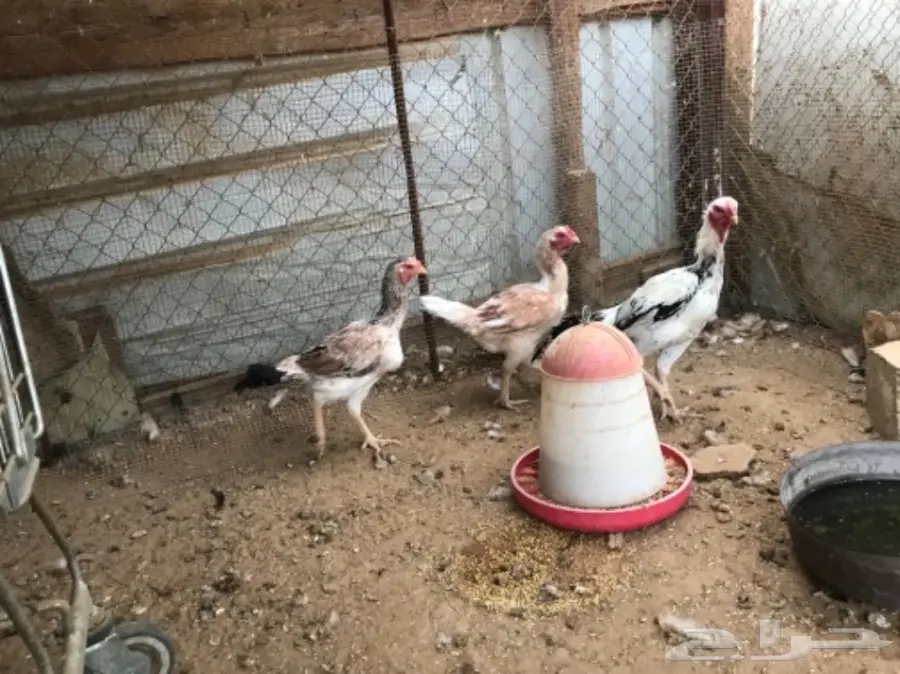 دجاج للبيع (image 3)