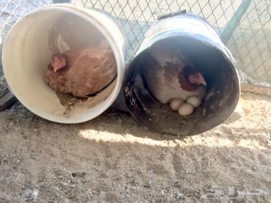 طقم دجاج باكستاني (image 1)