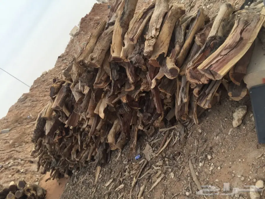 ح ط ب للبيع شمر شلايخ يابس 