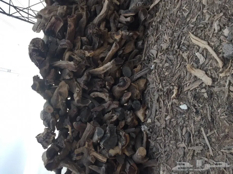 ح ط ب للبيع شمر شلايخ يابس  (image 5)