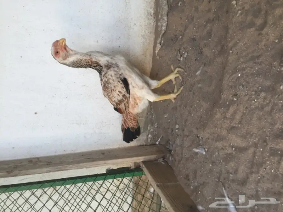 دجاج حجازي ( فارسي ) 