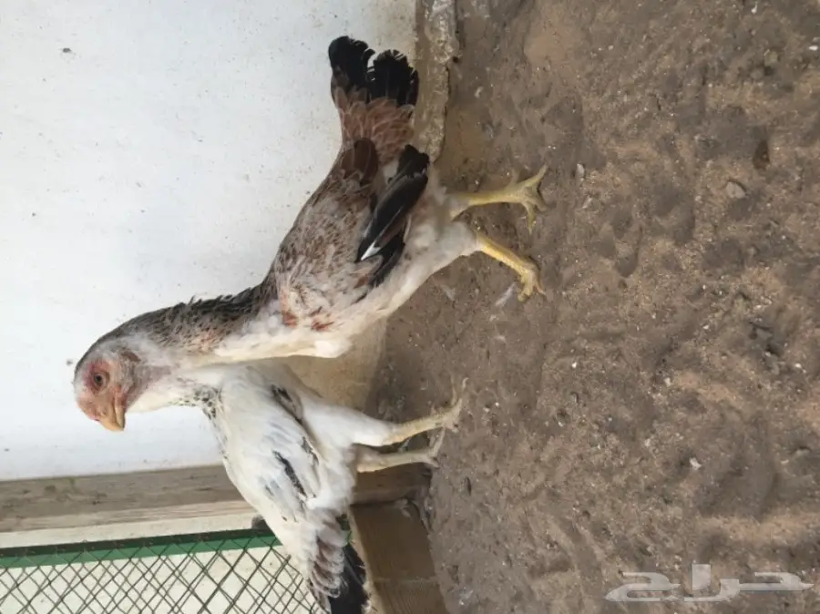 دجاج حجازي ( فارسي )  (image 1)