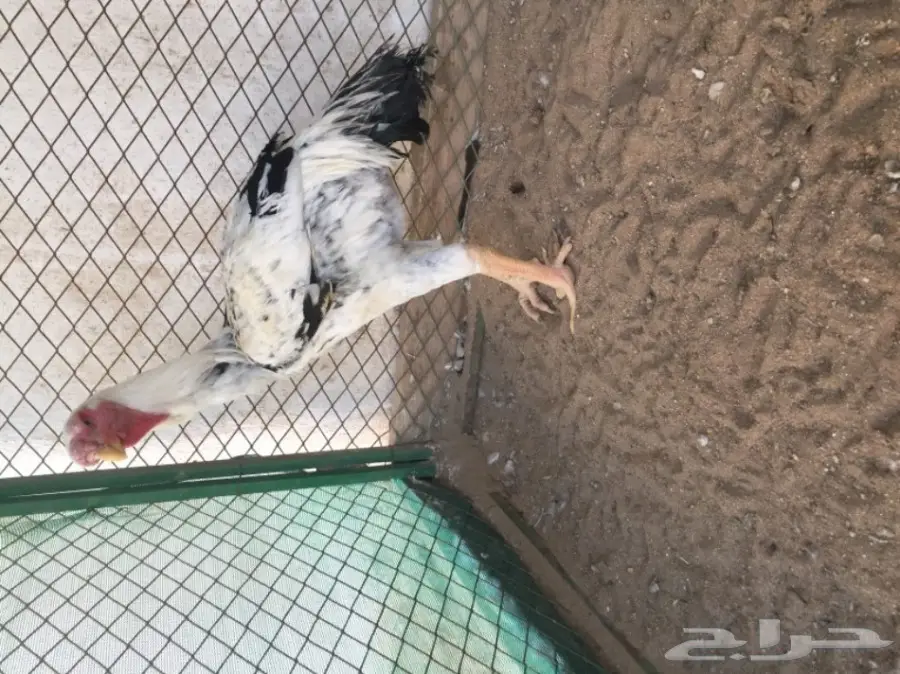 دجاج حجازي ( فارسي )  (image 2)