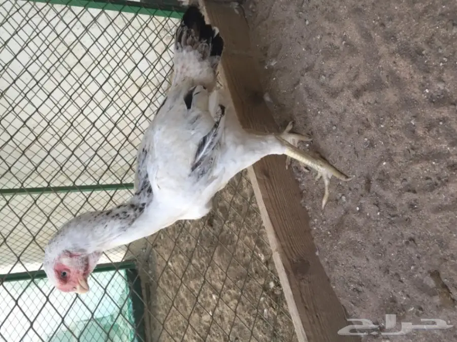 دجاج حجازي ( فارسي )  (image 3)