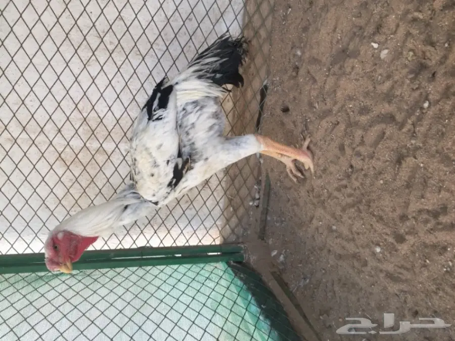 دجاج حجازي ( فارسي )  (image 4)