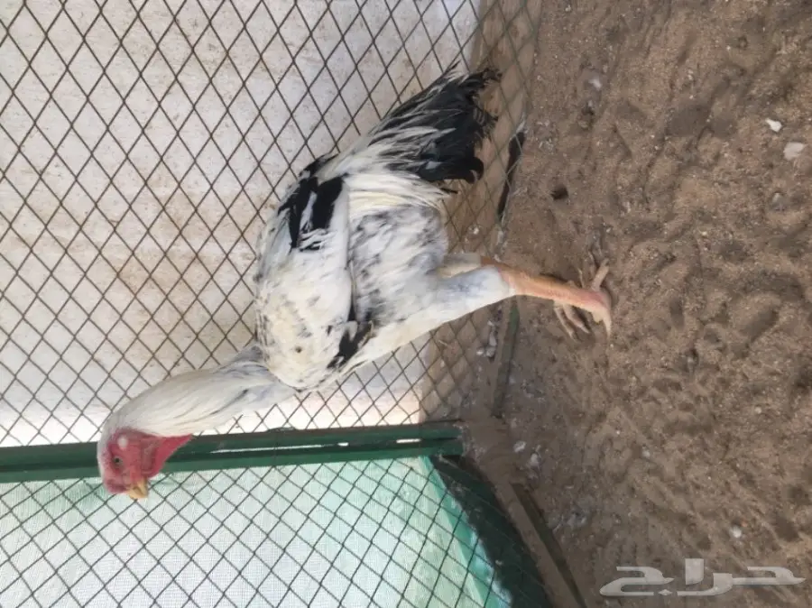 دجاج حجازي ( فارسي )  (image 5)