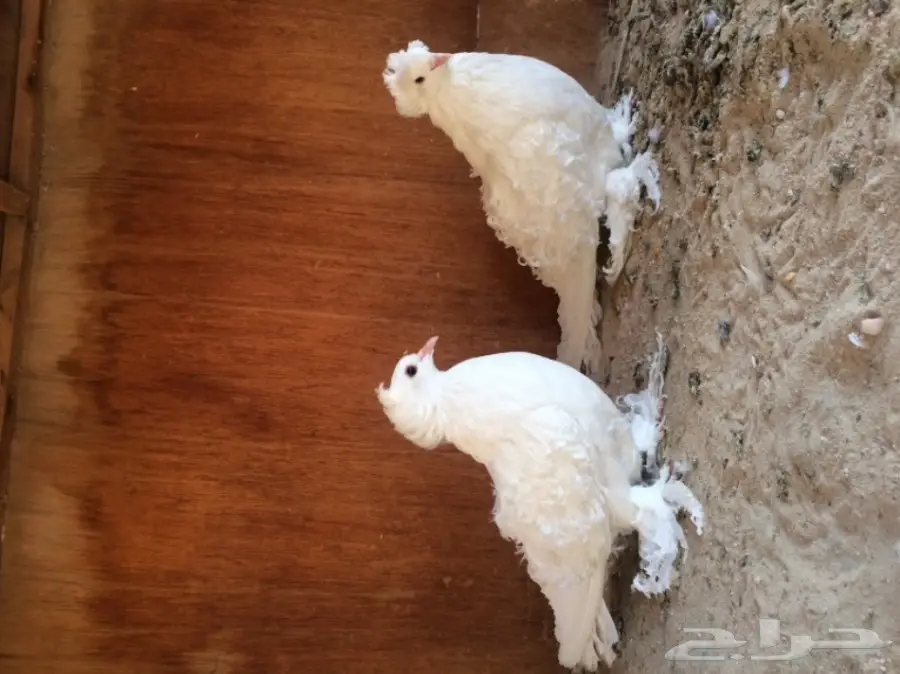 جوز مفتل ابيض فاخر 