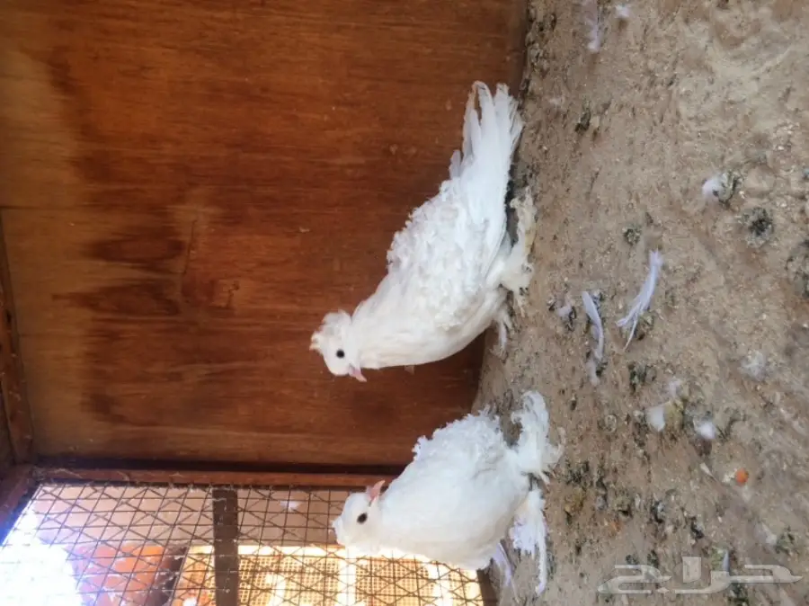 جوز مفتل ابيض فاخر  (image 1)