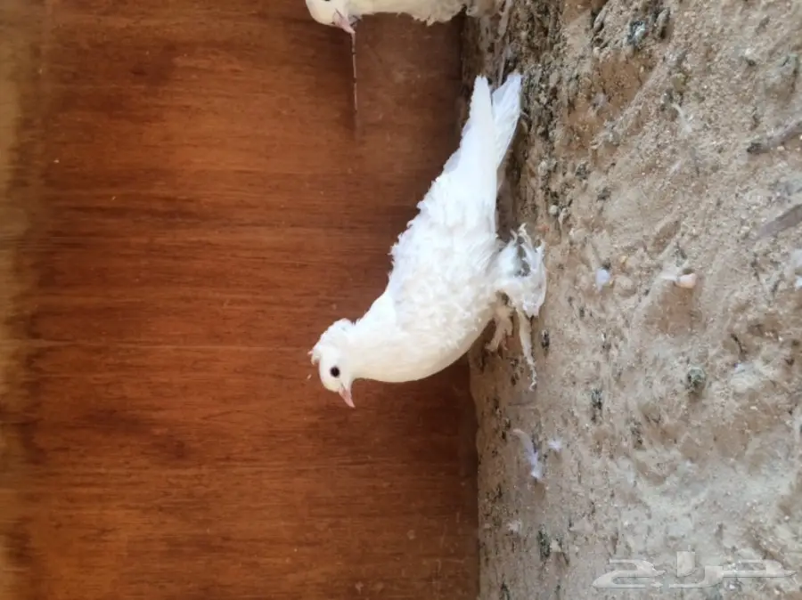 جوز مفتل ابيض فاخر  (image 2)