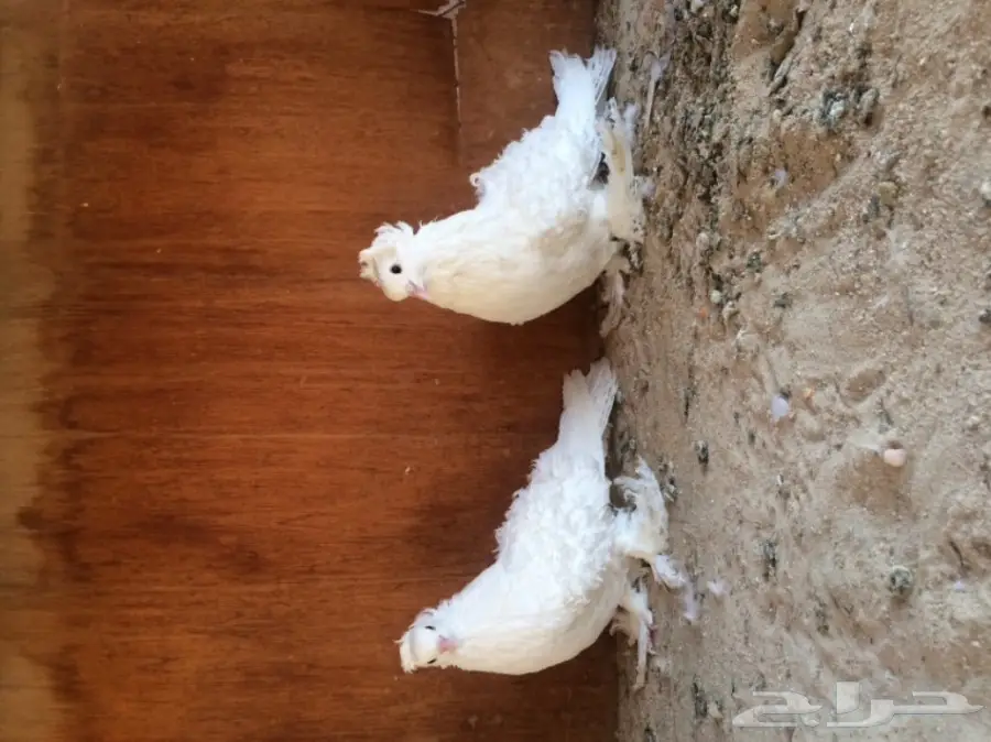 جوز مفتل ابيض فاخر  (image 3)