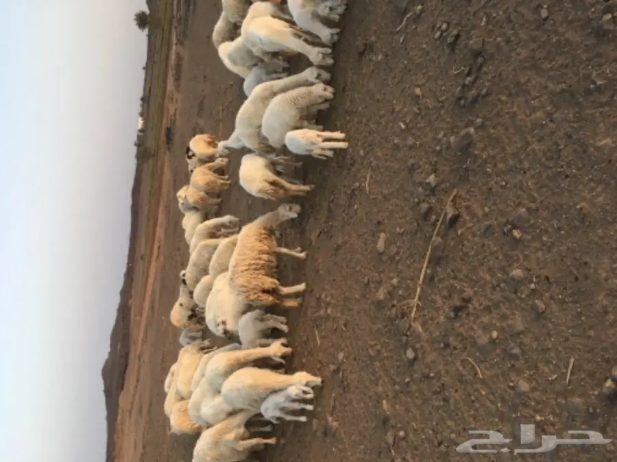 حريات للبيع