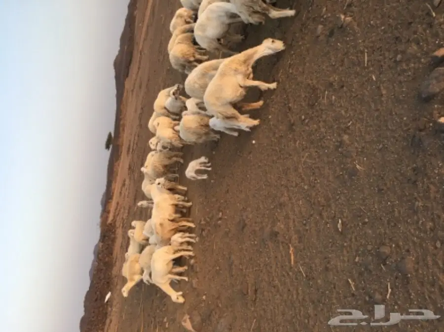 حريات للبيع (image 1)