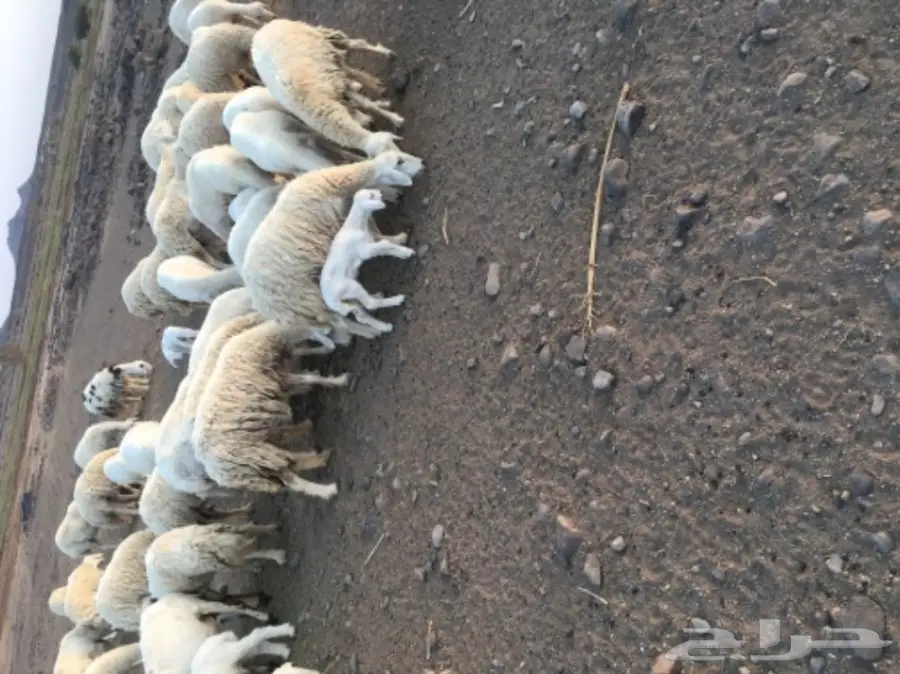 حريات للبيع (image 2)