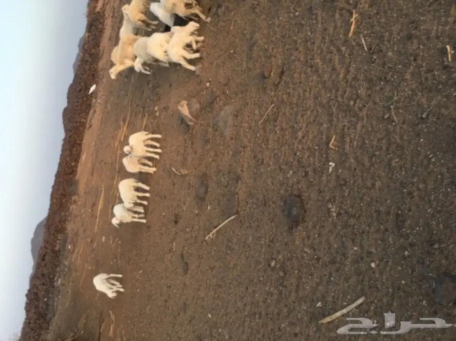 حريات للبيع (image 3)