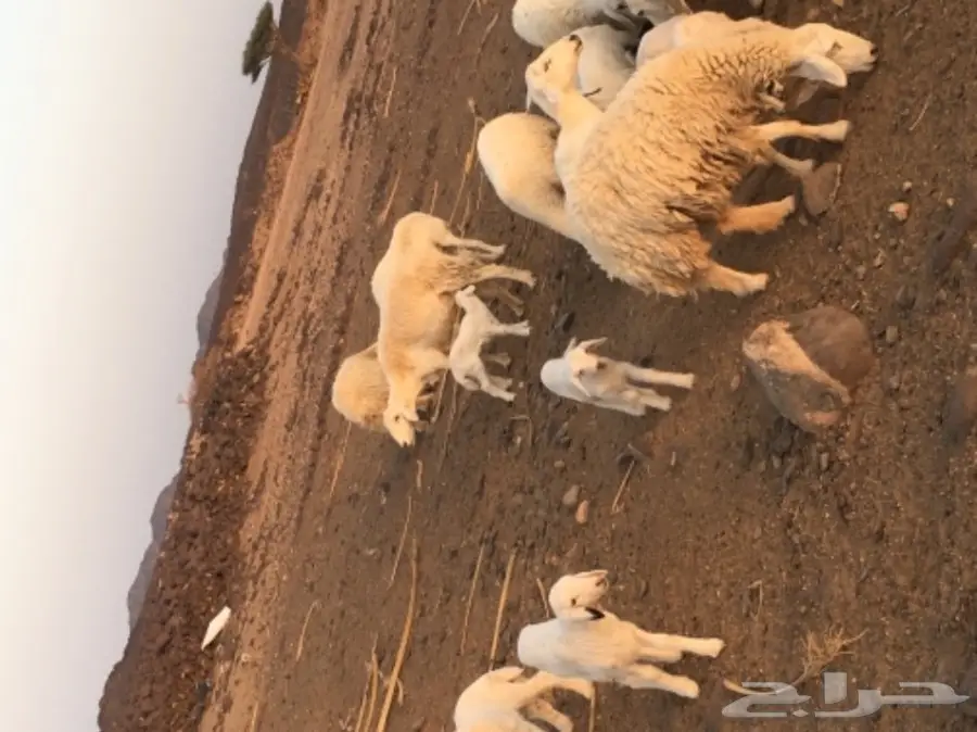 حريات للبيع (image 4)