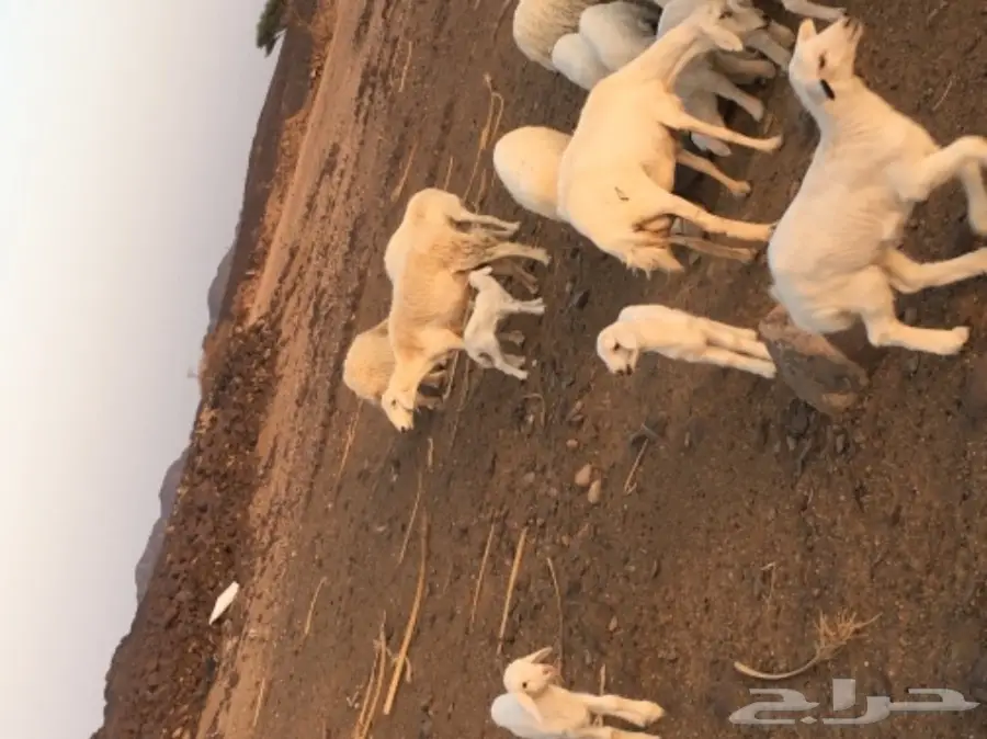 حريات للبيع (image 5)