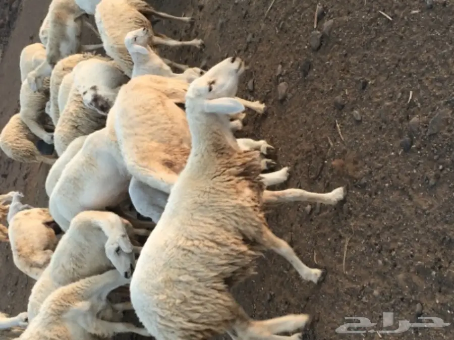 حريات للبيع (image 6)