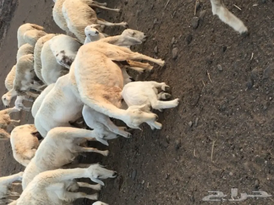 حريات للبيع (image 7)