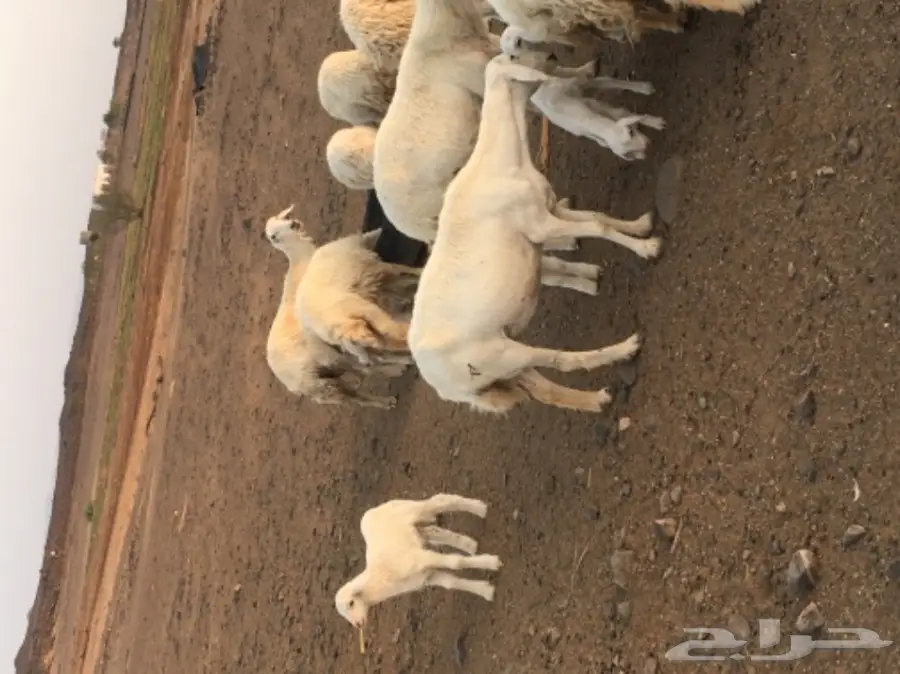 حريات للبيع (image 8)