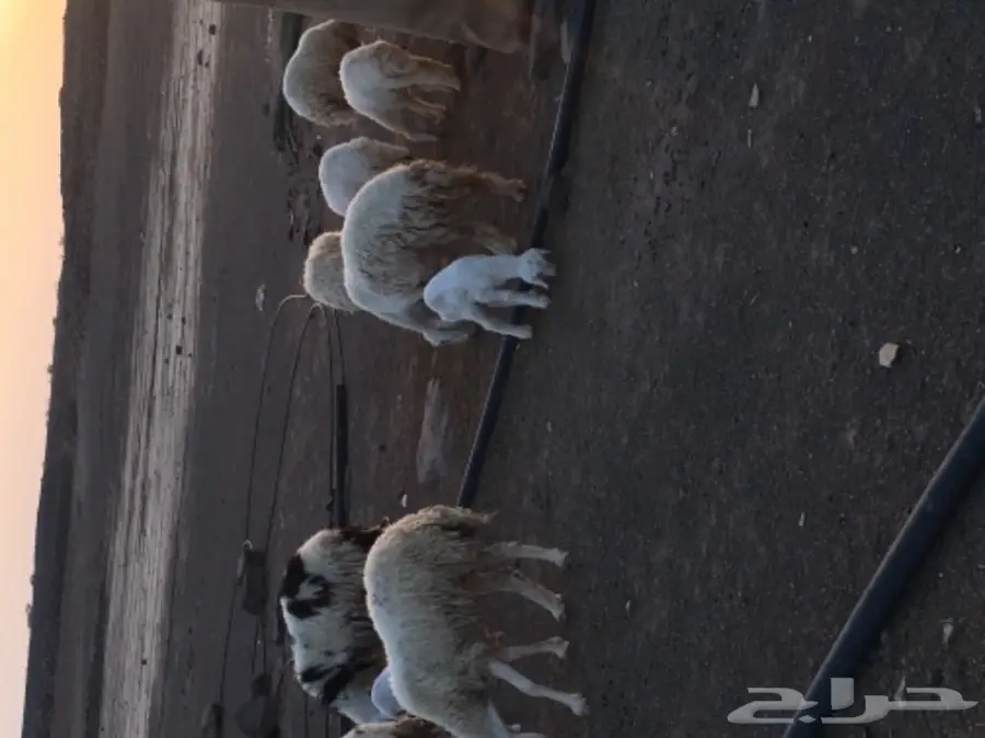 حريات للبيع (image 9)