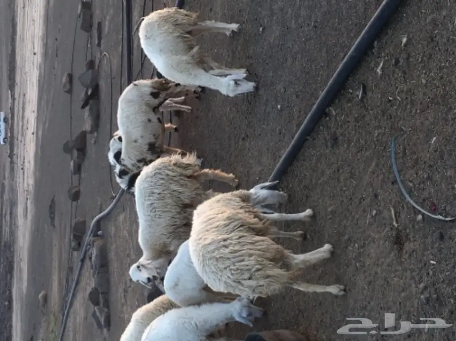 حريات للبيع (image 10)