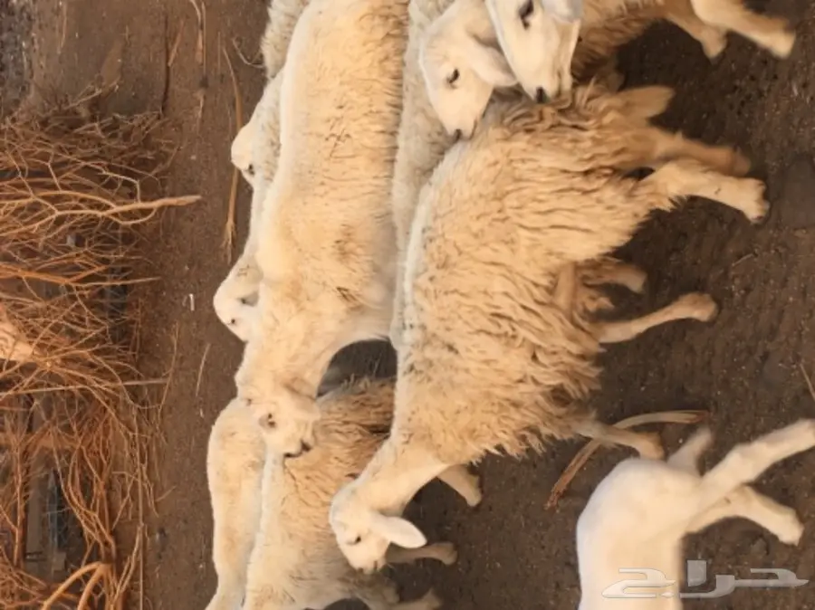 حريات للبيع (image 11)