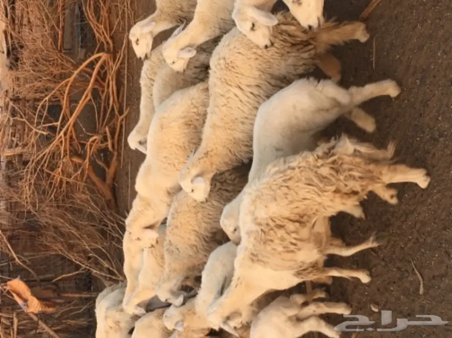 حريات للبيع (image 12)