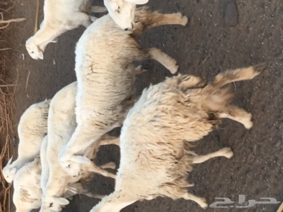 حريات للبيع (image 13)