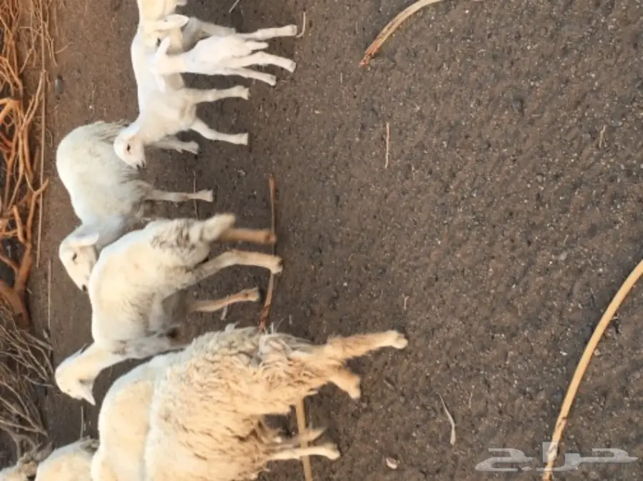 حريات للبيع (image 14)