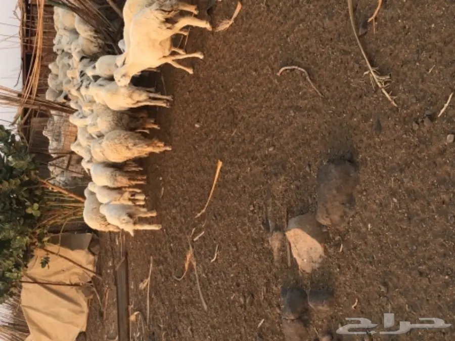 حريات للبيع (image 15)