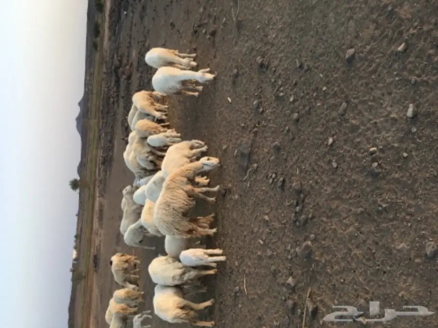 حريات للبيع (image 16)