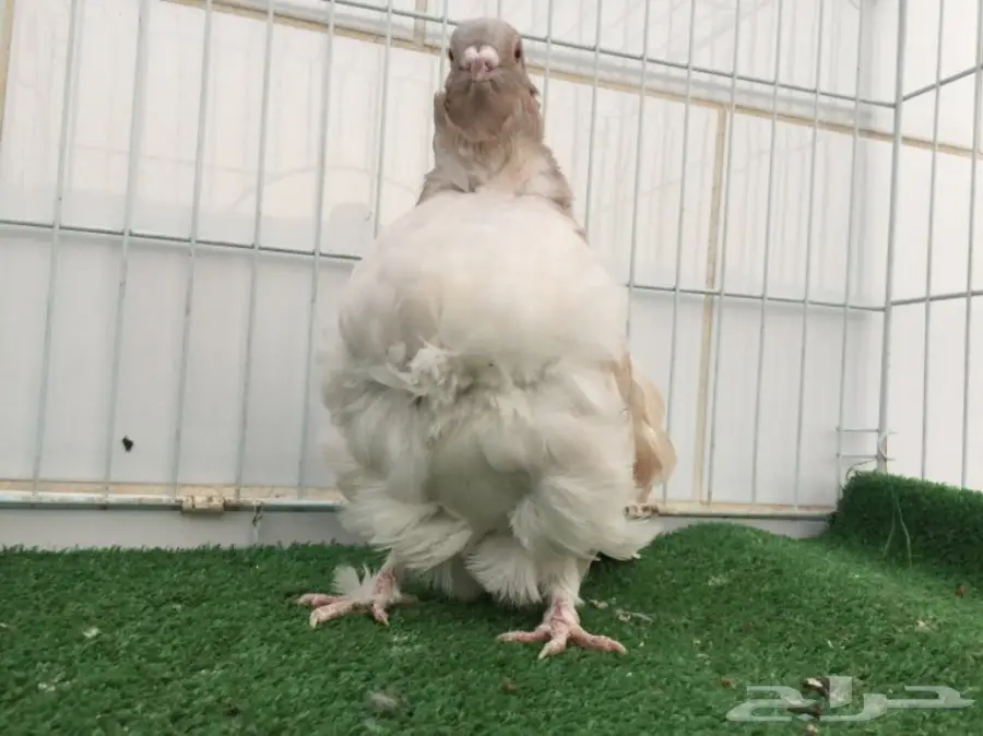 انثى كشكشي  (image 1)