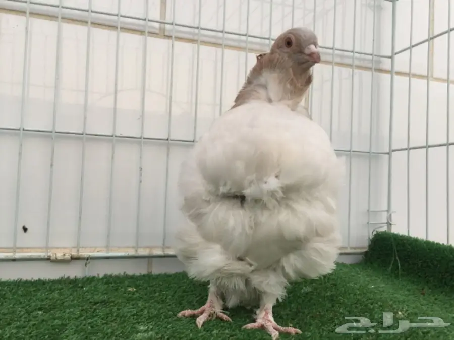 انثى كشكشي  (image 2)