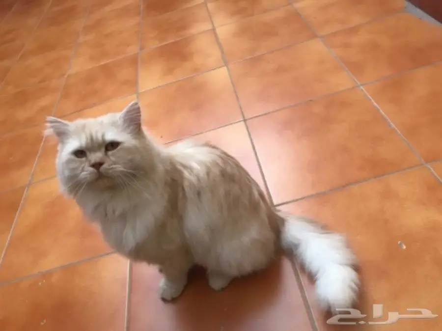 للبيع قط شيرازي ذكر