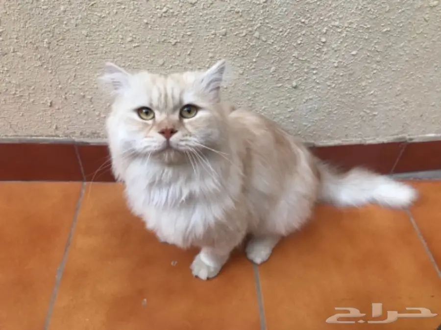 للبيع قط شيرازي ذكر (image 2)