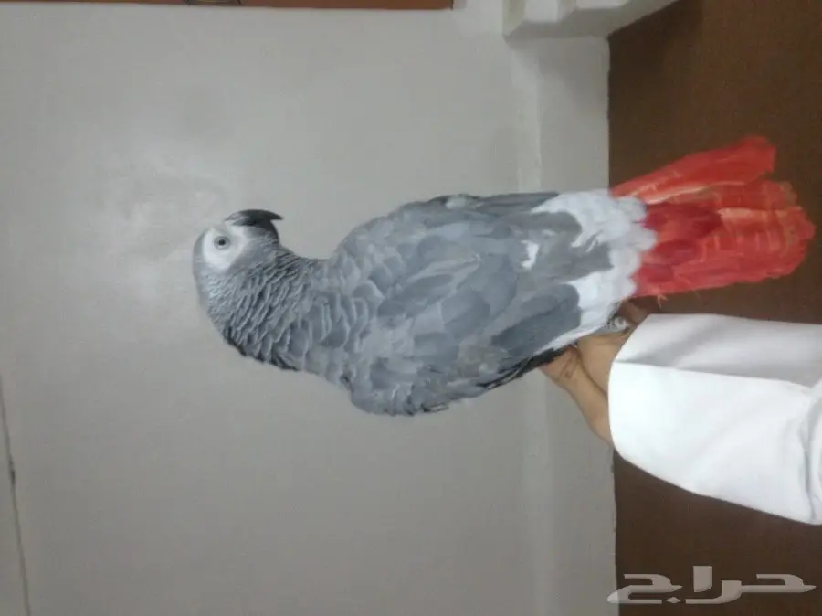 كاسكو متكلم (image 5)