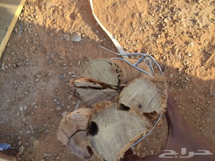  ح ط ب المدينة سمر صافي  (image 5)