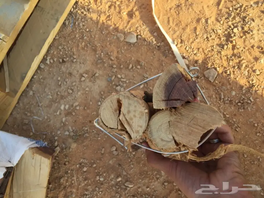  ح ط ب المدينة سمر صافي  (image 6)