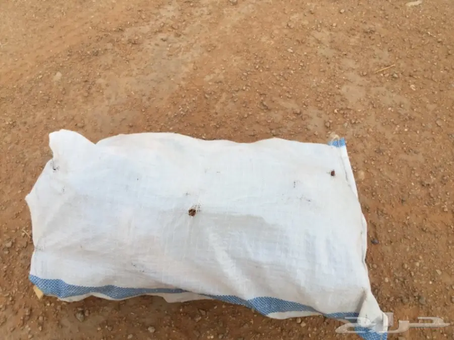  ح ط ب المدينة سمر صافي  (image 7)