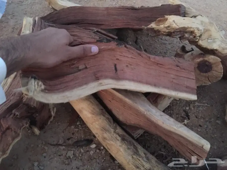  ح ط ب المدينة سمر صافي  (image 11)