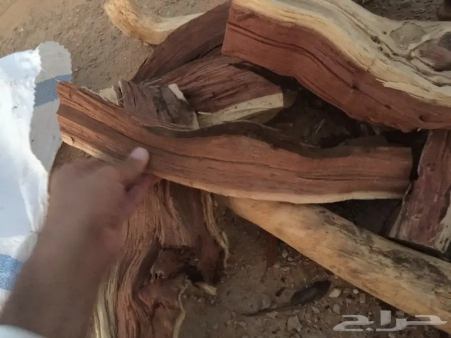  ح ط ب المدينة سمر صافي  (image 14)